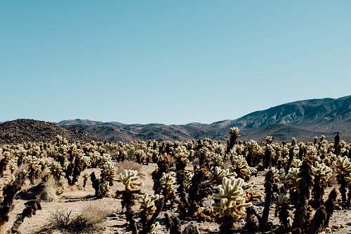 joshua tree landscape photography of cactus united states